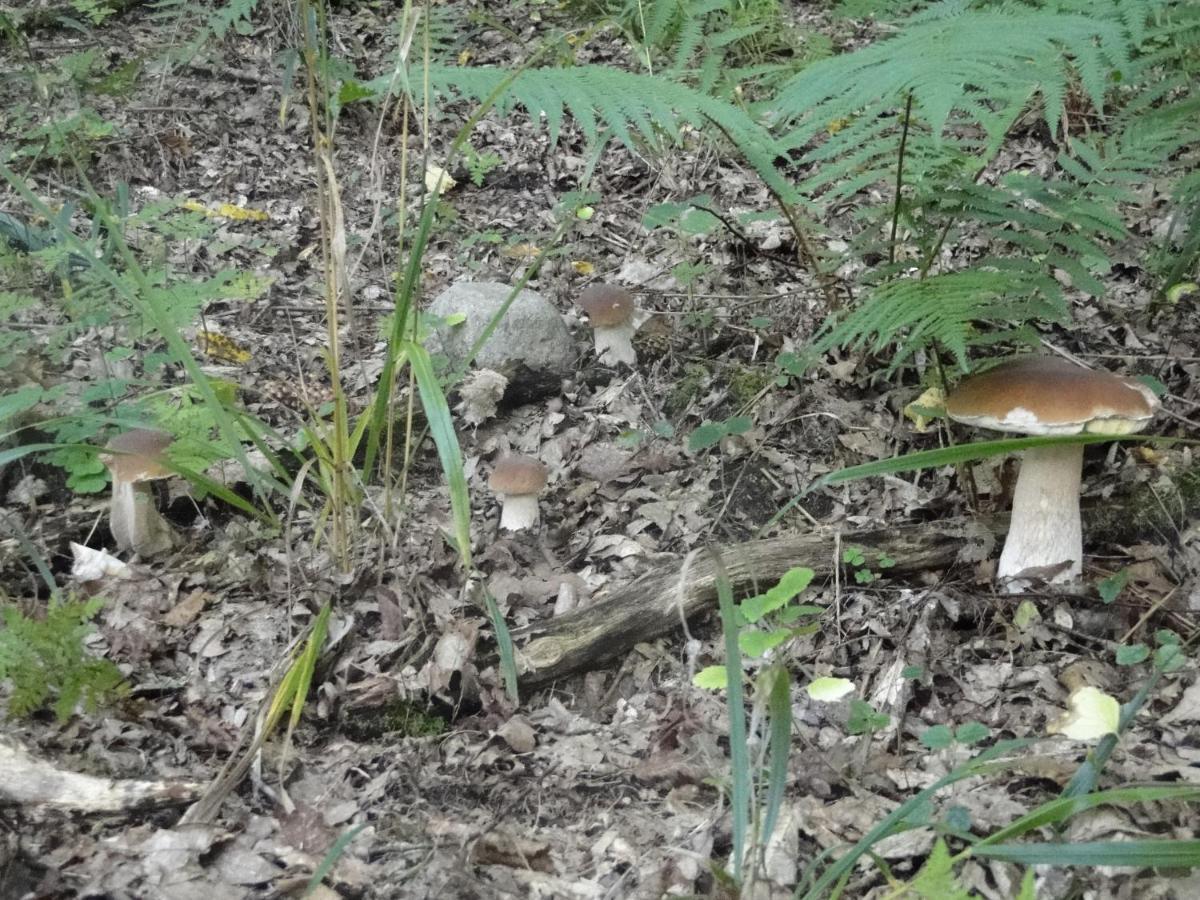 Agroturystyka Zywe Kruklanki Buitenkant foto